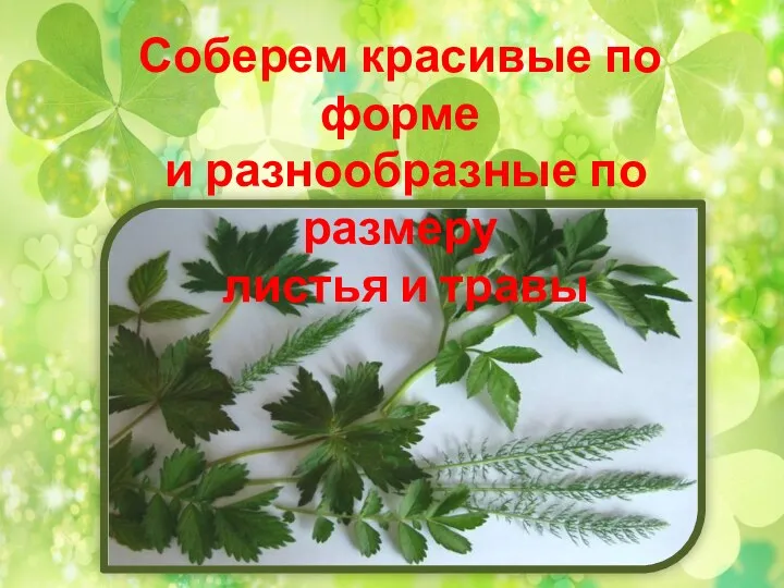 Соберем красивые по форме и разнообразные по размеру листья и травы