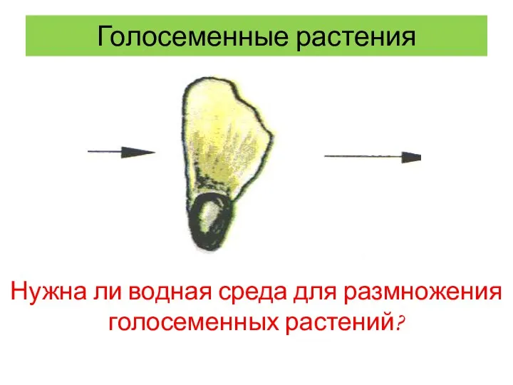 Голосеменные растения Нужна ли водная среда для размножения голосеменных растений?