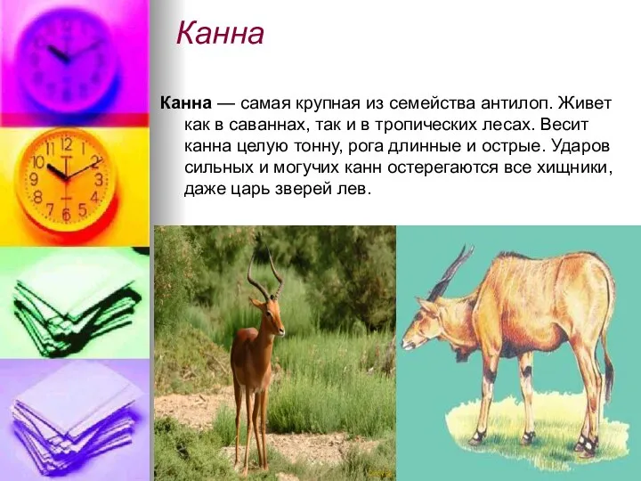 Канна Канна — самая крупная из семейства антилоп. Живет как