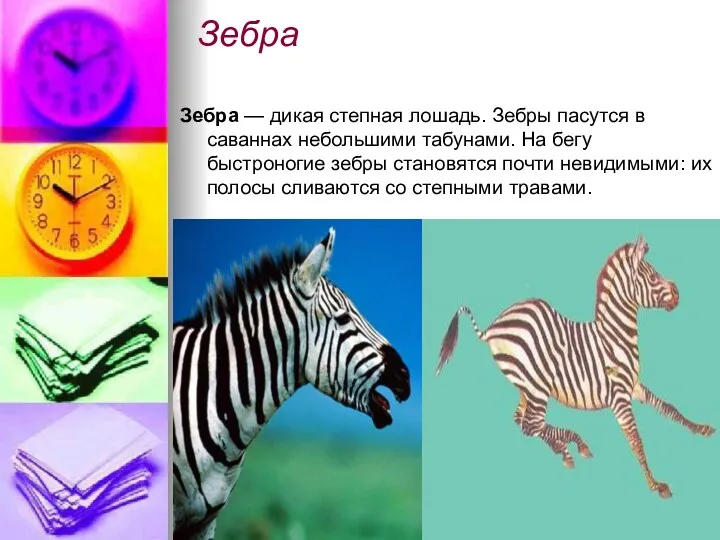 Зебра Зебра — дикая степная лошадь. Зебры пасутся в саваннах