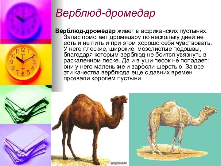 Верблюд-дромедар Верблюд-дромедар живет в африканских пустынях. Запас помогает дромедару по