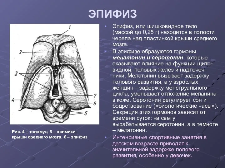 ЭПИФИЗ Эпифиз, или шишковидное тело (массой до 0,25 г) находится