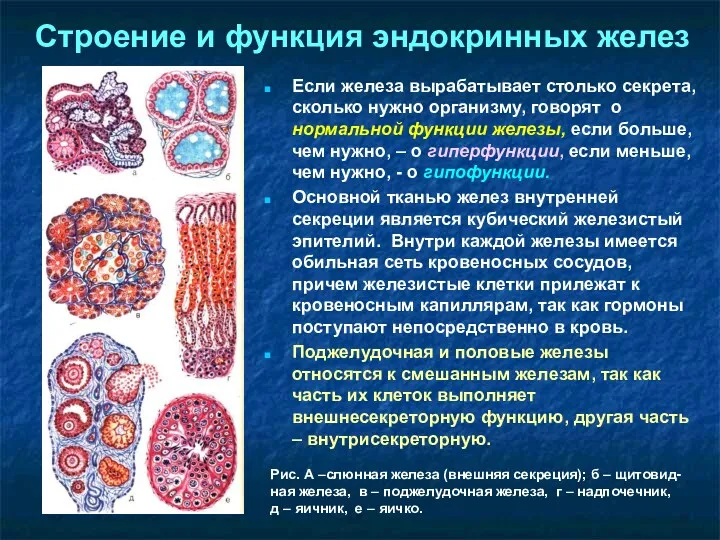 Строение и функция эндокринных желез Если железа вырабатывает столько секрета,