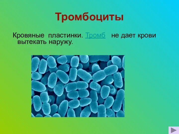 Тромбоциты Кровяные пластинки. Тромб не дает крови вытекать наружу.