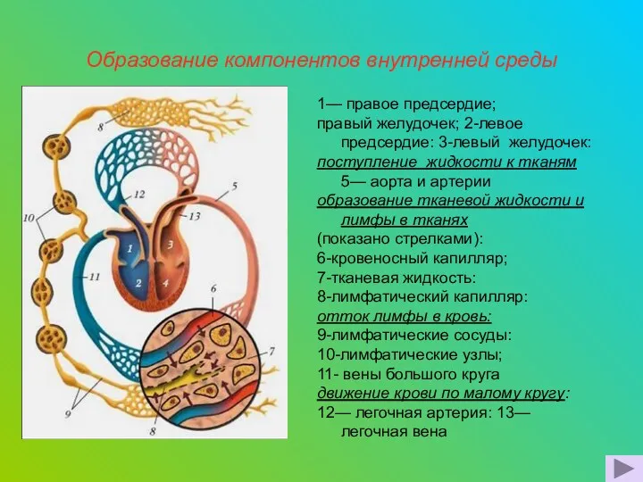 Образование компонентов внутренней среды 1— правое предсердие; правый желудочек; 2-левое