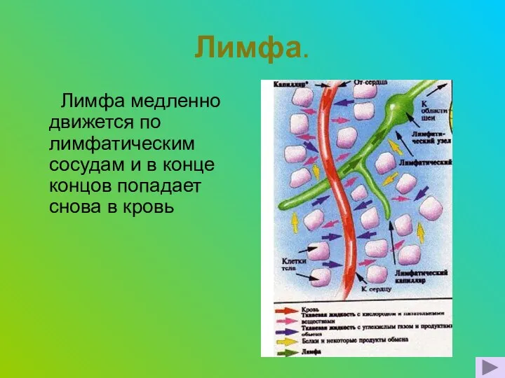 Лимфа. Лимфа медленно движется по лимфатическим сосудам и в конце концов попадает снова в кровь