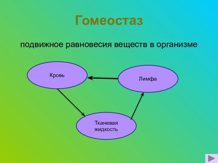 Гомеостаз подвижное равновесия веществ в организме Кровь Лимфа Тканевая жидкость