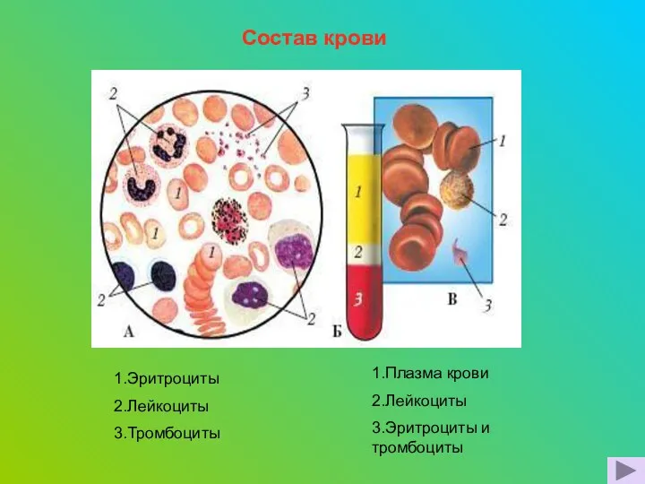 1.Эритроциты 2.Лейкоциты 3.Тромбоциты 1.Плазма крови 2.Лейкоциты 3.Эритроциты и тромбоциты Состав крови