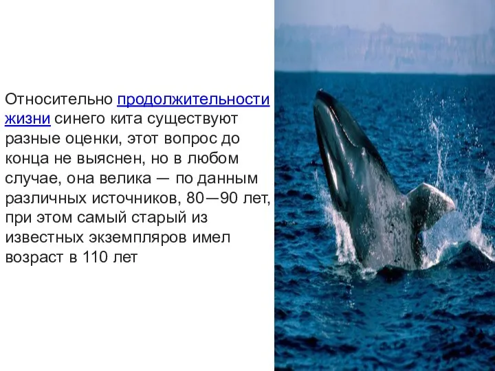 Относительно продолжительности жизни синего кита существуют разные оценки, этот вопрос до конца не