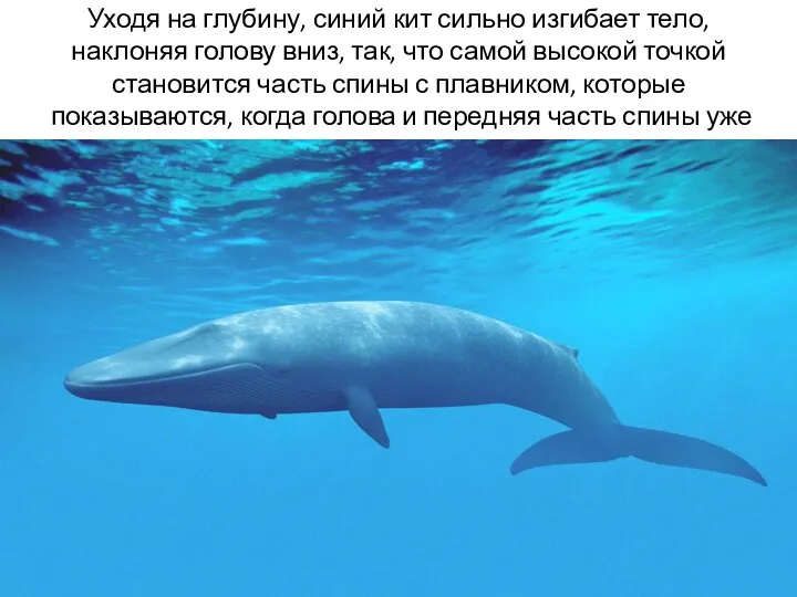Уходя на глубину, синий кит сильно изгибает тело, наклоняя голову вниз, так, что