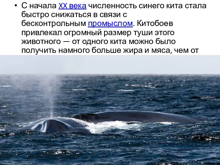 С начала XX века численность синего кита стала быстро снижаться в связи с