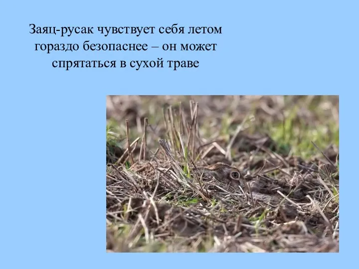 Заяц-русак чувствует себя летом гораздо безопаснее – он может спрятаться в сухой траве