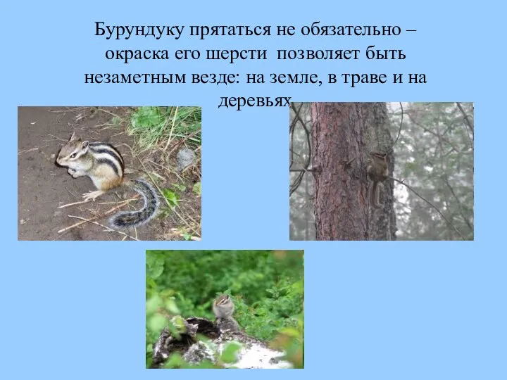 Бурундуку прятаться не обязательно – окраска его шерсти позволяет быть