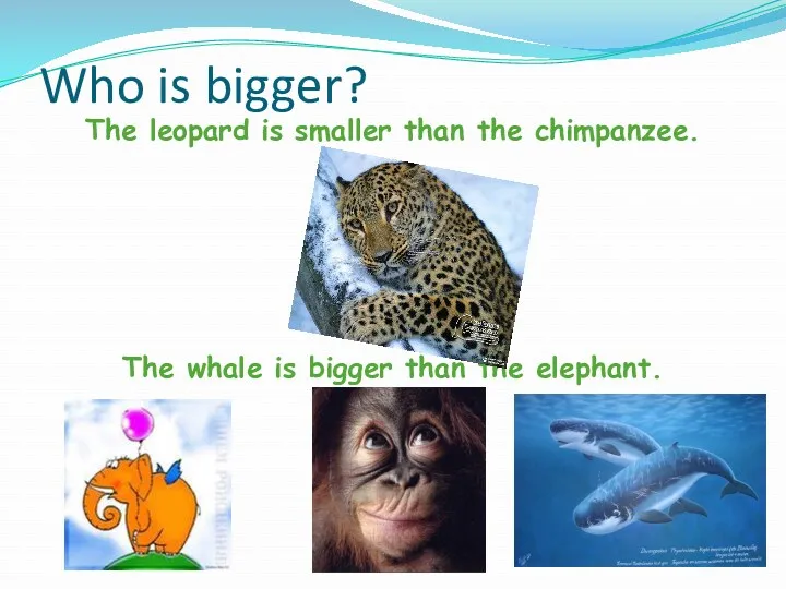 Who is bigger? The leopard is smaller than the chimpanzee.