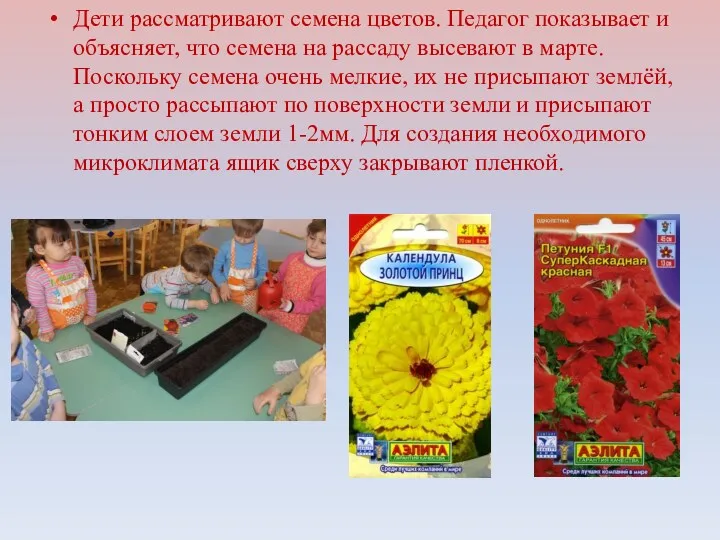 Дети рассматривают семена цветов. Педагог показывает и объясняет, что семена