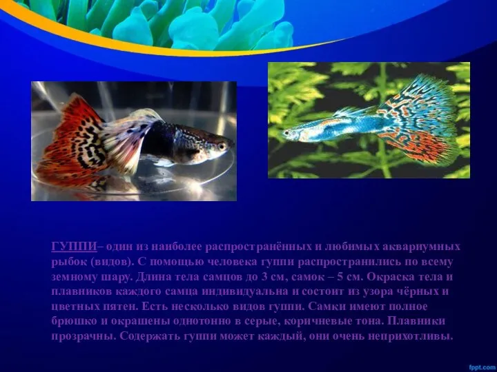 ГУППИ– один из наиболее распространённых и любимых аквариумных рыбок (видов). С помощью человека