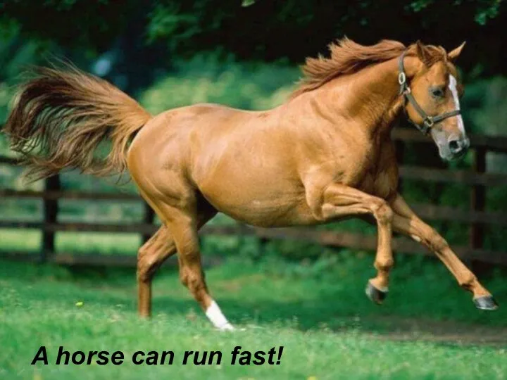 A horse can run fast!