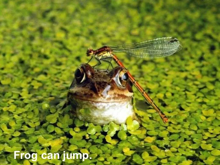 Frog can jump.