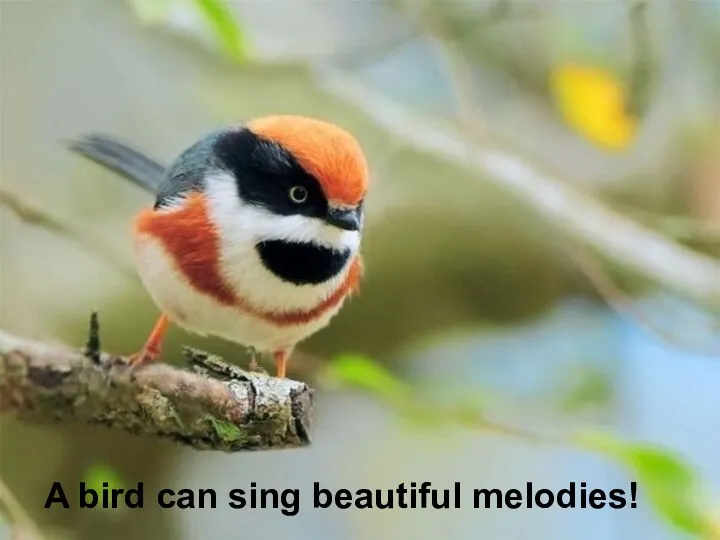 A bird can sing beautiful melodies!