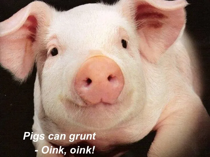 Pigs can grunt - Oink, oink!