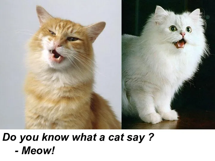 Do you know what a cat say ? - Meow!