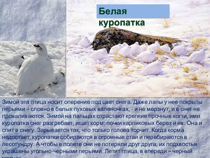 Зимой эта птица носит оперение под цвет снега. Даже лапы у нее покрыты
