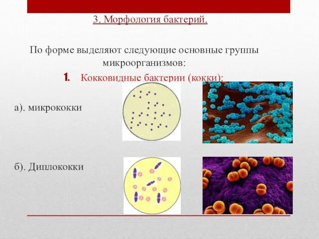 3. Морфология бактерий. По форме выделяют следующие основные группы микроорганизмов: Кокковидные бактерии (кокки):