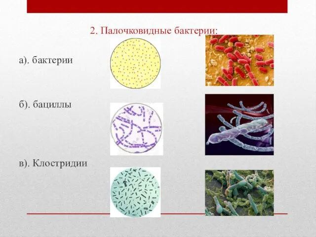 2. Палочковидные бактерии: а). бактерии б). бациллы в). Клостридии