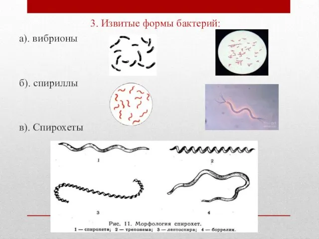 3. Извитые формы бактерий: а). вибрионы б). спириллы в). Спирохеты