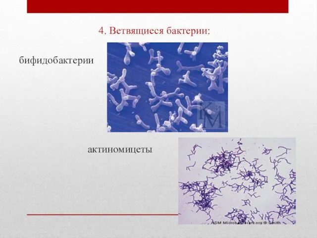 4. Ветвящиеся бактерии: бифидобактерии актиномицеты
