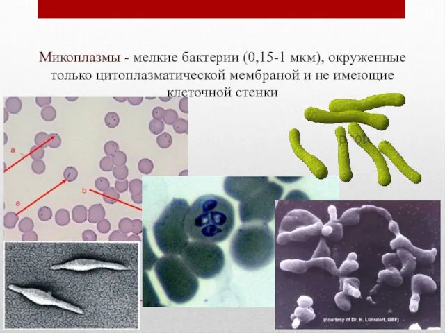 Микоплазмы - мелкие бактерии (0,15-1 мкм), окруженные только цитоплазматической мембраной и не имеющие клеточной стенки