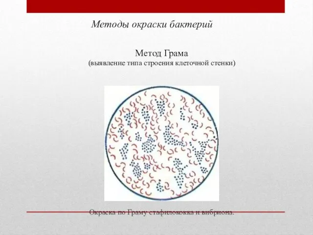 Методы окраски бактерий Метод Грама (выявление типа строения клеточной стенки) Окраска по Граму стафилококка и вибриона.