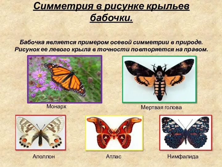 Симметрия в рисунке крыльев бабочки. Бабочка является примером осевой симметрии