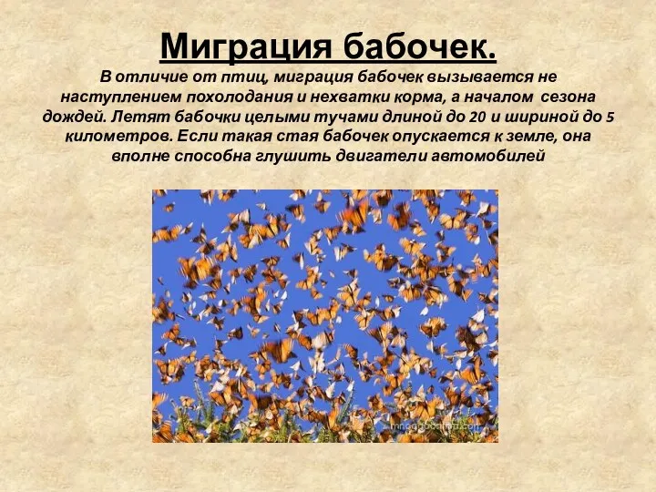 Миграция бабочек. В отличие от птиц, миграция бабочек вызывается не