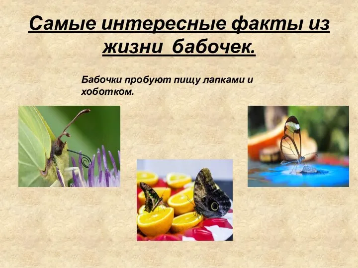 Самые интересные факты из жизни бабочек. Бабочки пробуют пищу лапками и хоботком.