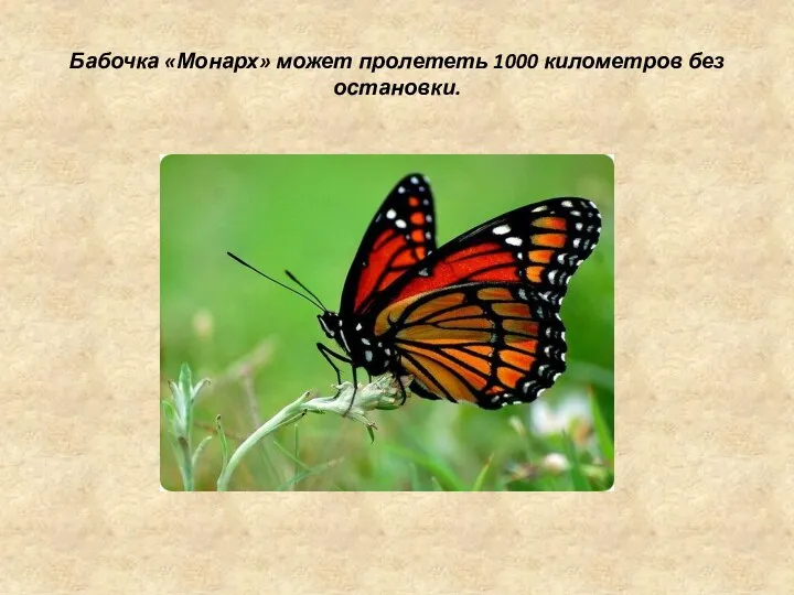 Бабочка «Монарх» может пролететь 1000 километров без остановки.