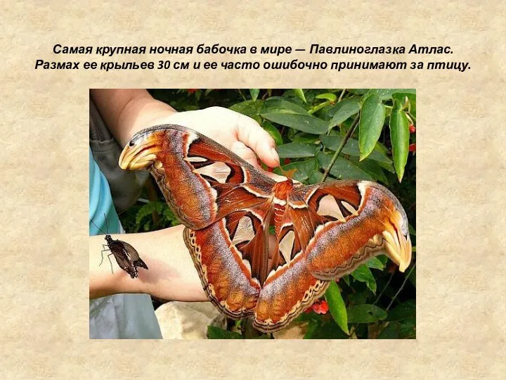 Самая крупная ночная бабочка в мире — Павлиноглазка Атлас. Размах