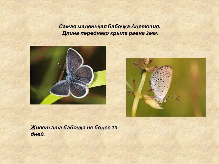 Самая маленькая бабочка Ацетозия. Длина переднего крыла равна 2мм. Живет эта бабочка не более 10 дней.