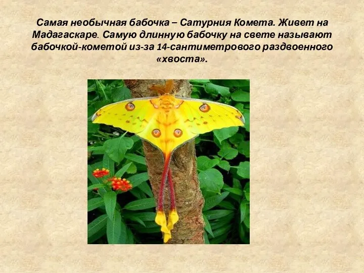 Самая необычная бабочка – Сатурния Комета. Живет на Мадагаскаре. Самую