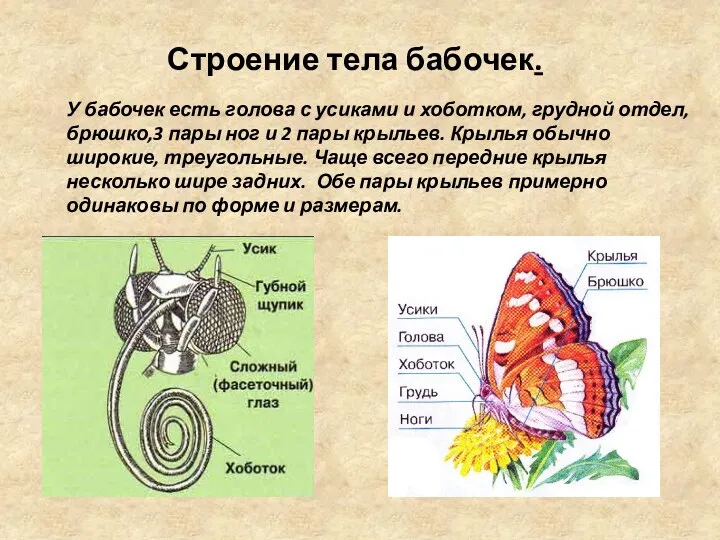 Строение тела бабочек. У бабочек есть голова с усиками и