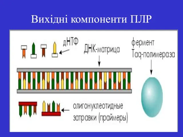 Вихідні компоненти ПЛР