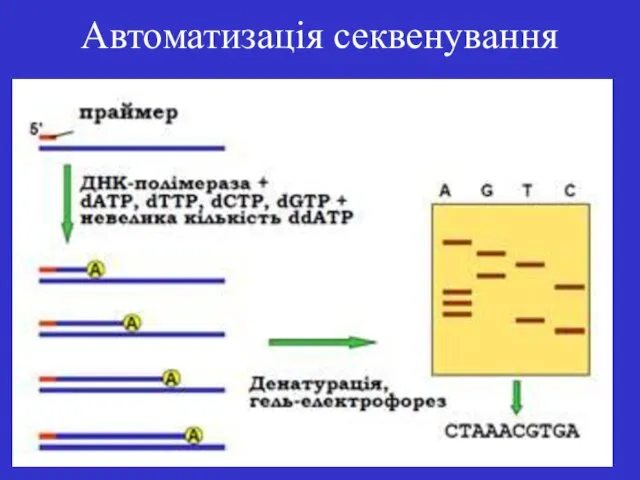 Автоматизація секвенування