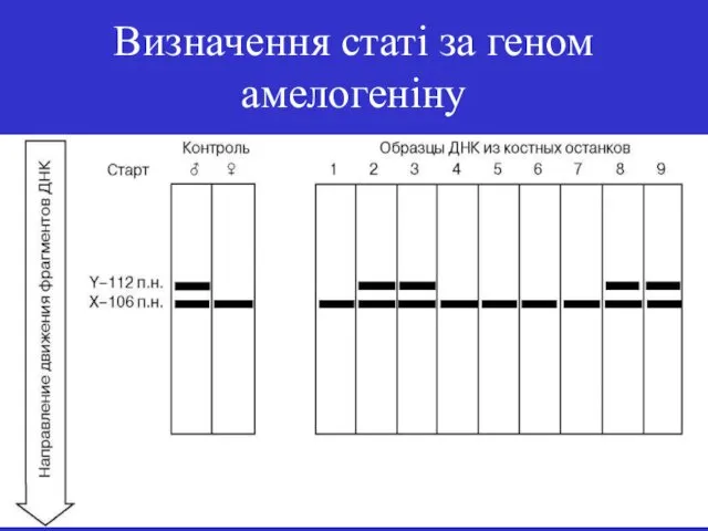 Визначення статі за геном амелогеніну