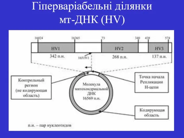 Гіперваріабельні ділянки мт-ДНК (HV)