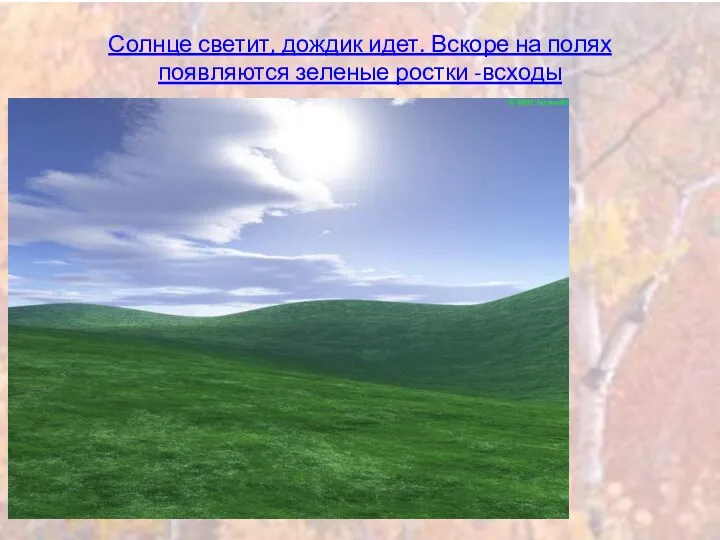 Солнце светит, дождик идет. Вскоре на полях появляются зеленые ростки -всходы