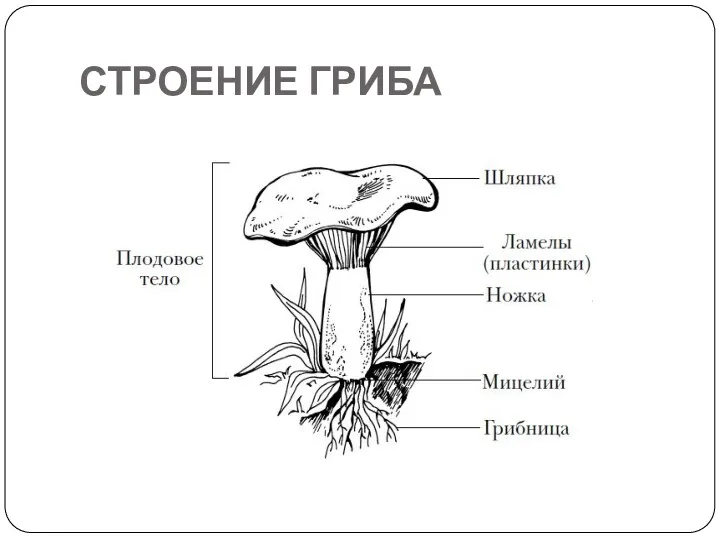 СТРОЕНИЕ ГРИБА