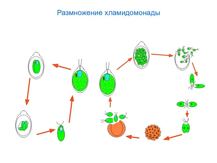 Размножение хламидомонады
