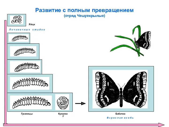 Развитие с полным превращением (отряд Чешуекрылые) Яйца Гусеницы К Куколка