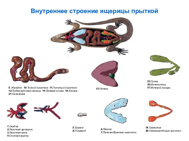 Внутреннее строение ящерицы прыткой