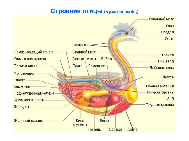 Строение птицы (мужская особь)